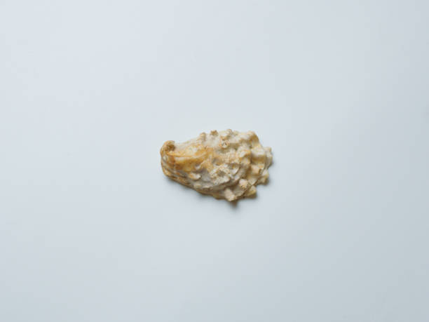 istock Empty sink of sea mollusk. Carbonate shell. 1308569693