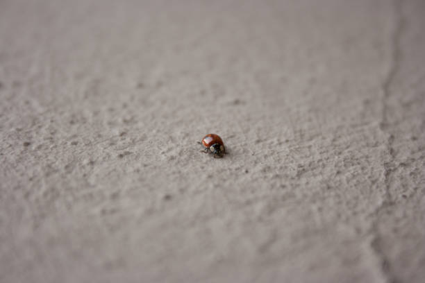 istock Macro low point red ladybug front view crawling on a concrete surface on a bright sunny day. Close-up 1308570097