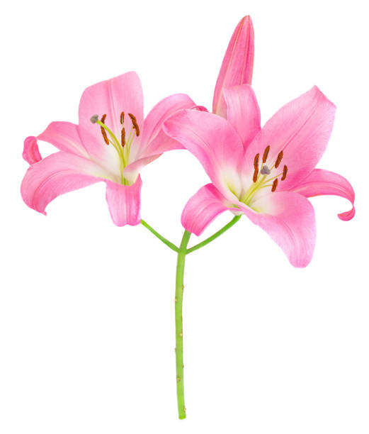 istock Pink Lily flower isolated on white background. Beautiful tender Lilly