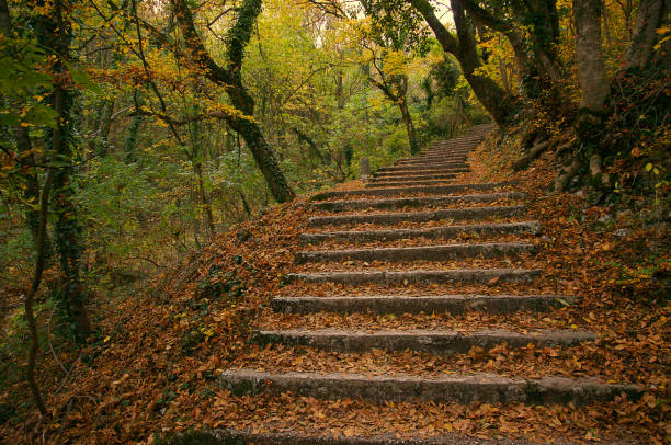 Staircase in the woods