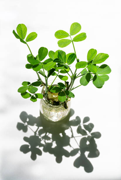 Vibrant green leaves, hydroponic plants