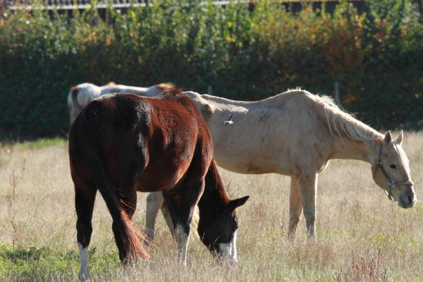 istock Two horses grazing in a meadow 1308574230