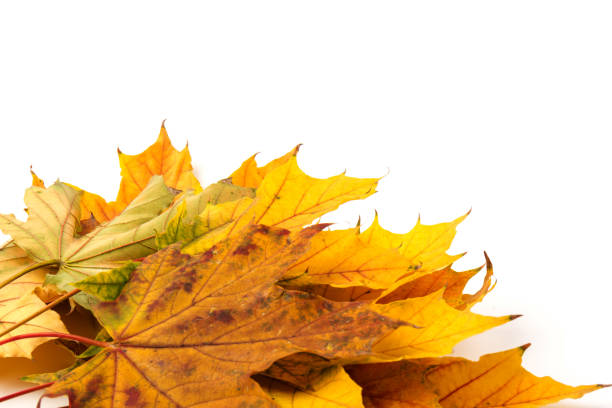 istock Autumn leaf close-up on white background. rich color background 1308575628