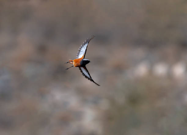 el redstart de güldenstädt - phoenicurus fotografías e imágenes de stock