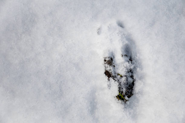 istock Deer footprint in the snow 1308577354