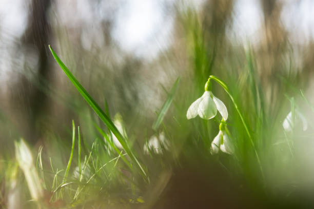 istock Snowdrops Galanthus nivalis in the forest close-up. 1308577369