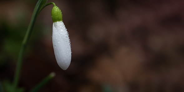 Snowdrops lat.Galanthus nivalis close-up with dewdrops. Tender first flowers bloomed in the spring in the forest. Beautiful blurred horizontal banner background. Natural background. Soft focus.
