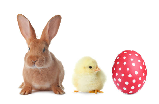 Calm gray rabbit and interested chicken isolated on a white background.