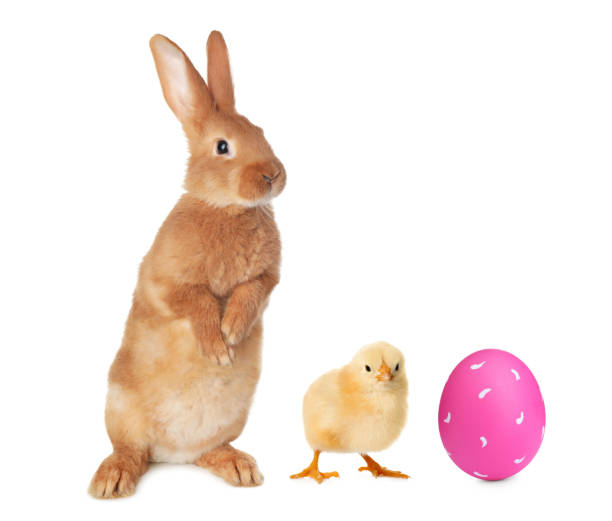 Cute bunny, baby chick and bright Easter egg on white background
