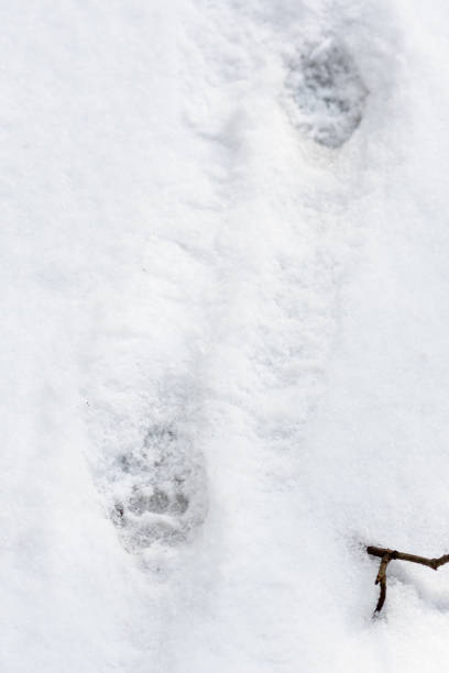 istock Badger footprint in the snow 1308577861