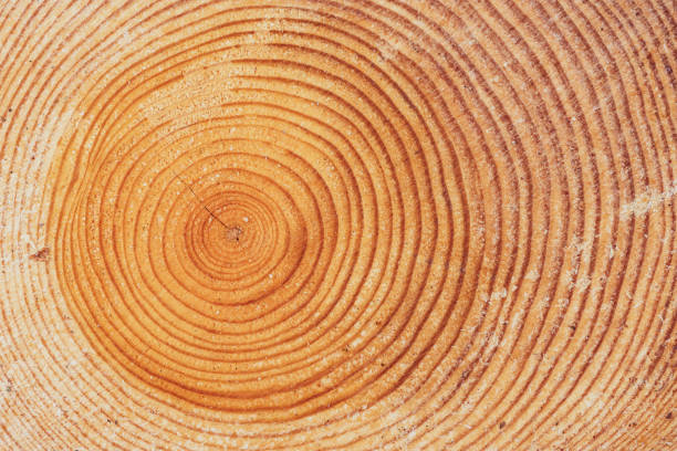 Large circular piece of wood cross section with trunk tree rings texture pattern and cracks, close up