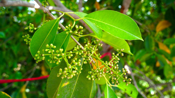 Green leaves of Jamun or Syzygium Cumini with green flower nods. Attractive natal flowers on Jamun plant. stock photo