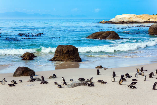 istock Large flock of spectacled penguins 1308579140