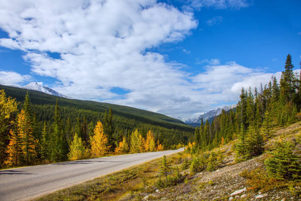 istock Asphalt road among forests 1308579158