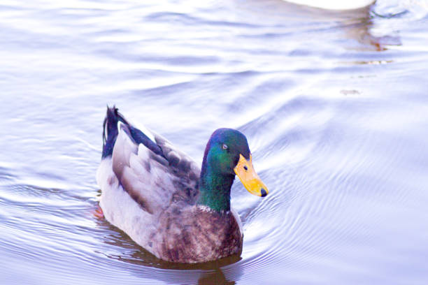 istock Duck silhouette swimming in a lake. Sunset 1308579227