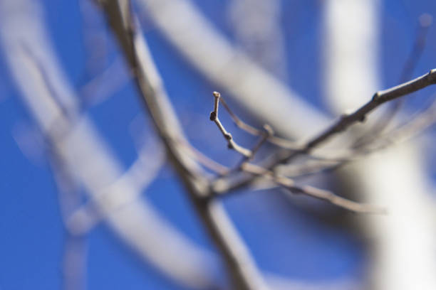 Tree branches out of focus on blue sky. No people