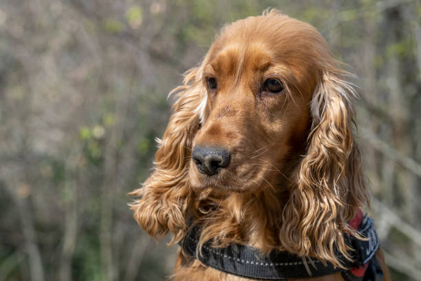 istock young cocker spaniel dog portrait outdoor 1308581220