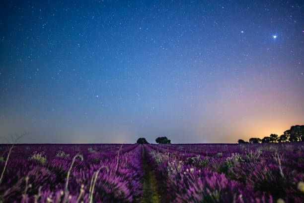 istock Lavender field with stars 1308581698