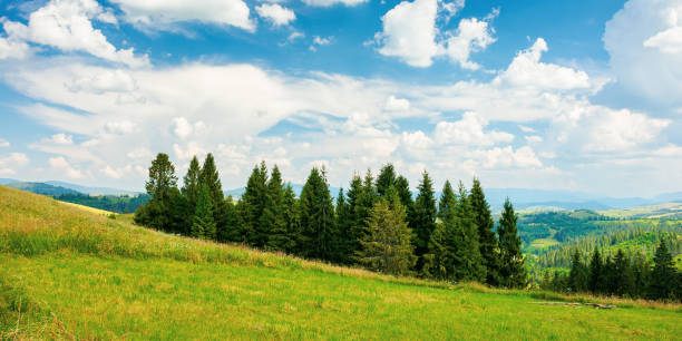 istock forest on the grassy meadow in mountains 1308582216