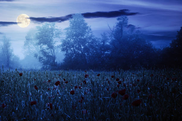 istock red poppy field in the mist at night 1308582229