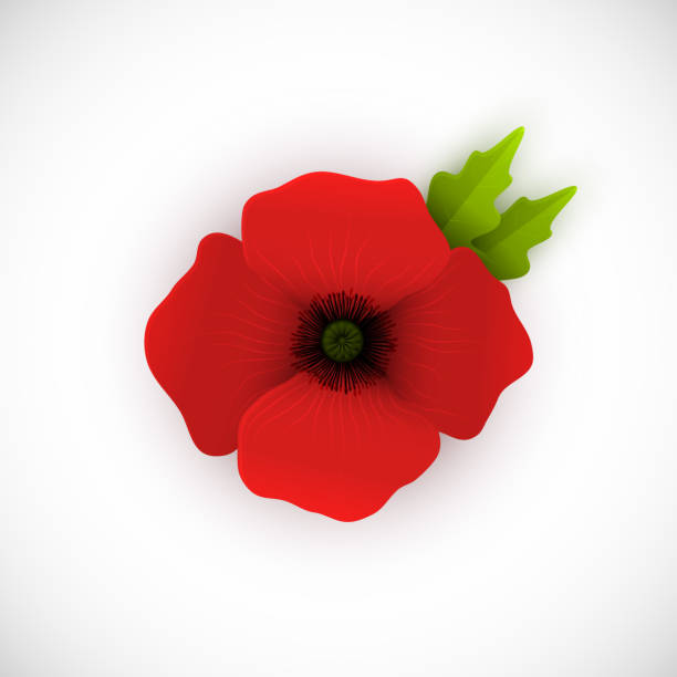 Red poppy on white Vector Illustration of Red Poppy with Green Leaves. Isolated on White Background. Bright Flower. Symbol of Remebrance Day. memorial day art stock illustrations