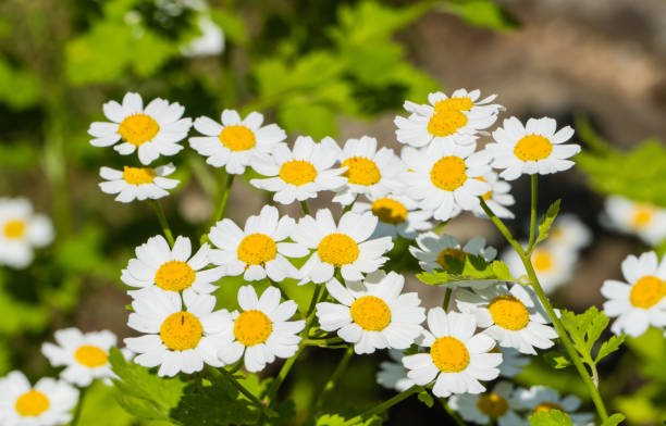 istock White Chamomile Flowers Macro Close-up 1308584478
