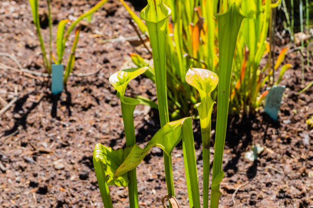 istock Green Water Plants in Swamp 1308584501