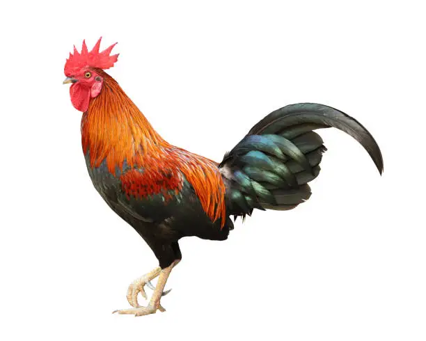 Colorful free range male rooster isolated on white background with clipping path