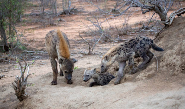 istock Hyenas at their den 1308587494