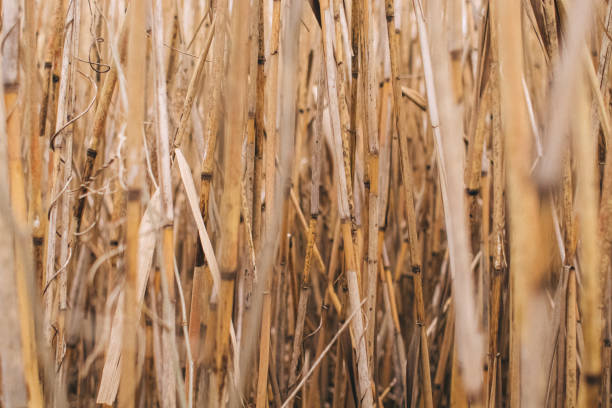 istock Reed texture closeup. Blurred background and reed stalks create a creative concept. There are red spots on the stems and the flowering of reeds is visible 1308587497