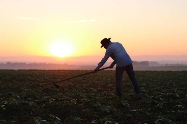 hombre de campo - farm worker fotografías e imágenes de stock