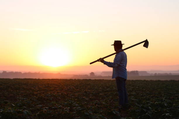 country man farm worker agricultural occupation stock pictures, royalty-free photos & images