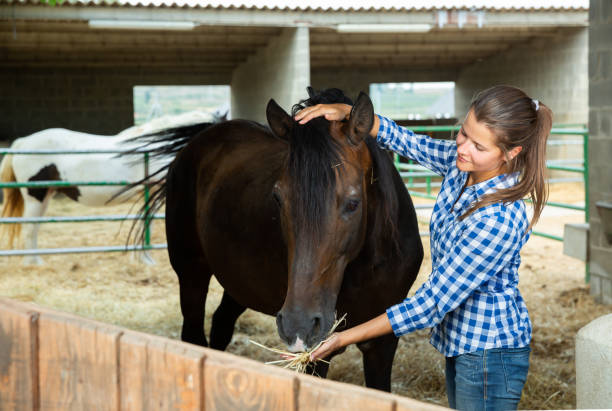 istock Female farmer feeding horse 1308587985