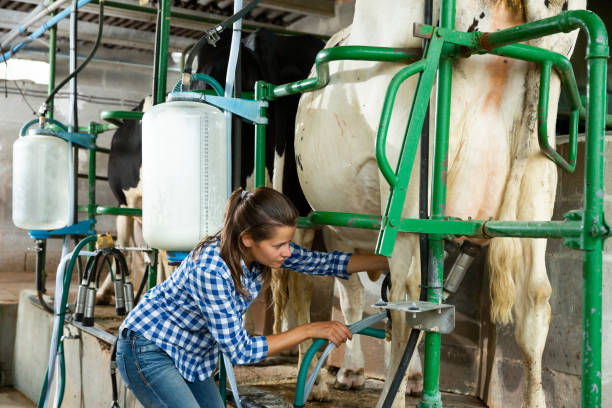 giovane mungitrice che opera mungitura macchina in fienile bestiame - milker foto e immagini stock