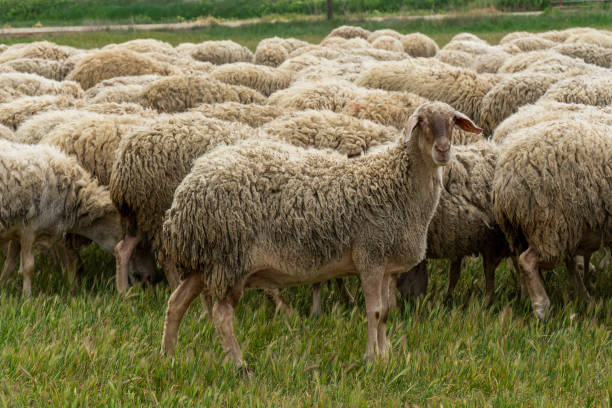 istock Sheep eating in the field 1308588540