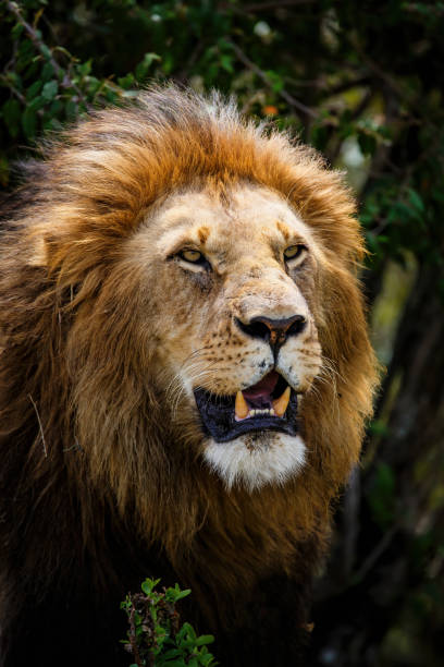 istock Lion in the Masai Mara in Kenya 1308588779