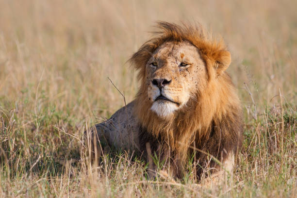 istock Lion in the Masai Mara in Kenya 1308588783