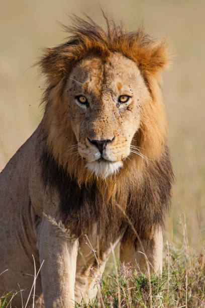 istock Lion in the Masai Mara in Kenya 1308588785