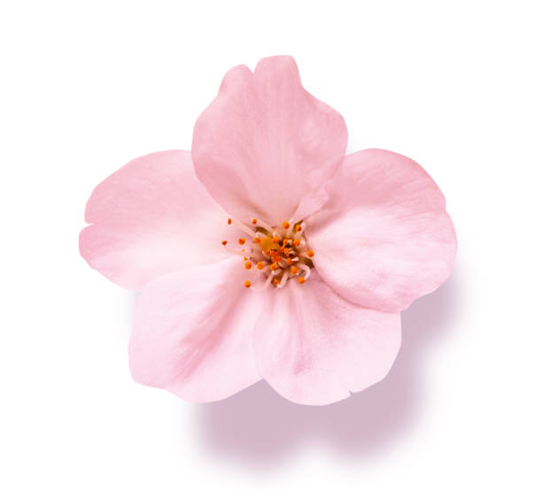 fiori di ciliegio sfondo bianco - fiore di ciliegio foto e immagini stock