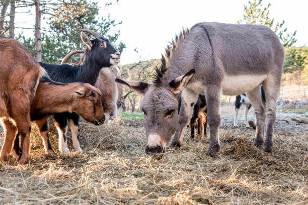 istock Donkey on Sunny Winter Day on Organic Farm 1308590282