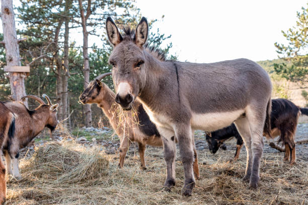 istock Donkey on Sunny Winter Day on Organic Farm 1308590283