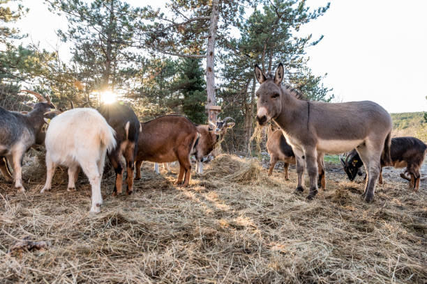 Donkey on Sunny Winter Day on Organic Farm