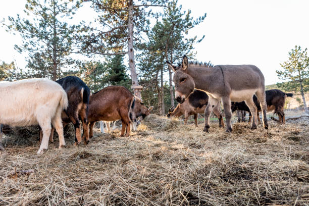 istock Donkey on Sunny Winter Day on Organic Farm 1308590289