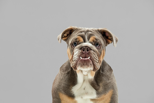 Close-up portrait of cute dog American bulldog or pet posing isolated on grey studio background. Concept of motion, movement, pets love, animal life. Looks happy, delighted. Copyspace for ad, design.