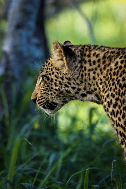 Leopard Cub stock photo