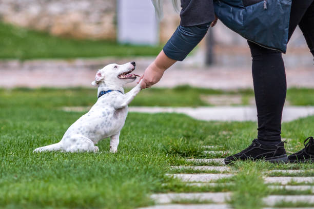 istock Playful Jack Russell on the lawn 1308592919