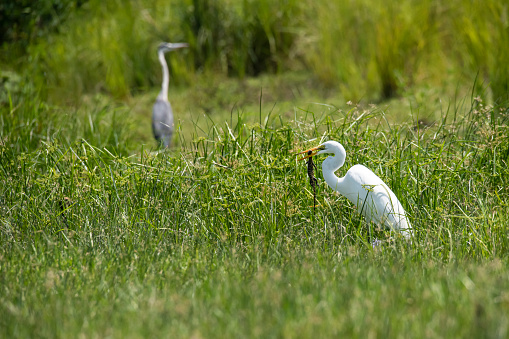 Great egret (Ardea alba, also known as the common egret, large egret) is feeding a small lizard. Location:  shoreline of the Victoria Nile River (\