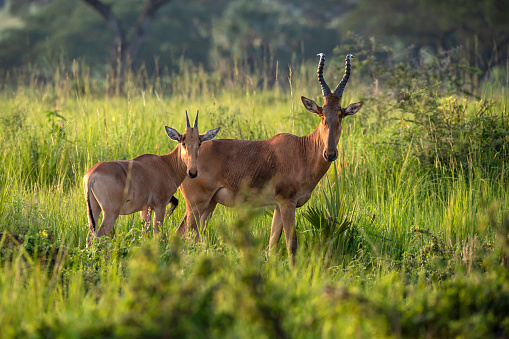 Two Lelwel hartebeests (Alcelaphus buselaphus lelwel, also known as Jackson's hartebeest) in the green savannah of Murchison Falls National Park, Uganda, East Africa. \n\nMurchison Falls National Park is in north-western Uganda, spreading inland from the shores of Lake Albert, around the Victoria Nile, up to the Karuma Falls
