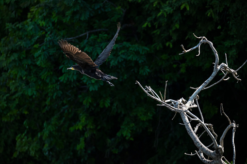 Great cormorant (Phalacrocorax carbo) in flight. Location:  shoreline of the Victoria Nile River (\