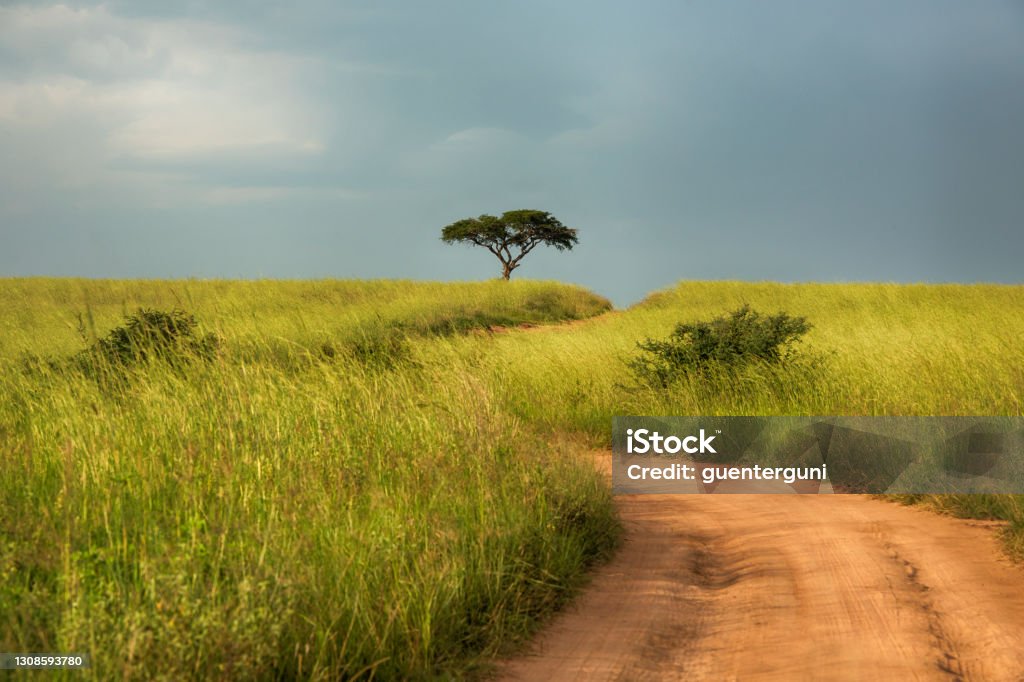 African road through the green savannah, Uganda African dirt road through the green grass savannah, Uganda. Africa Stock Photo